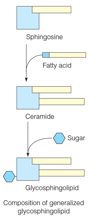 Glycosphingolipids