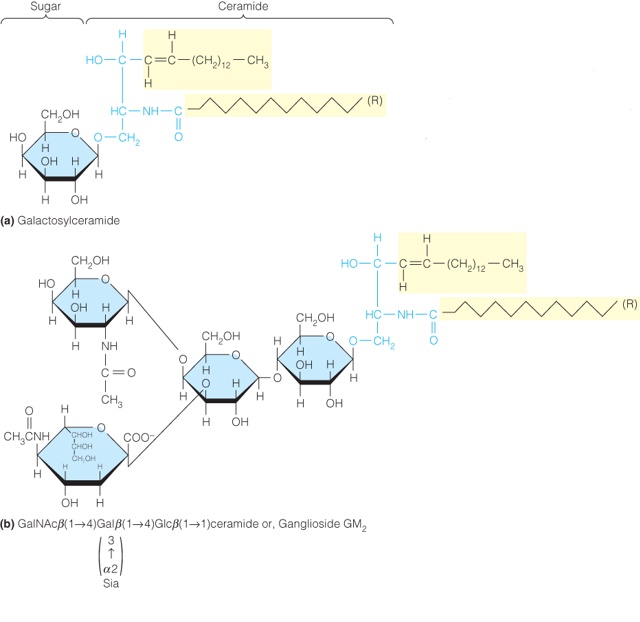 Examples of glycosphingolipids