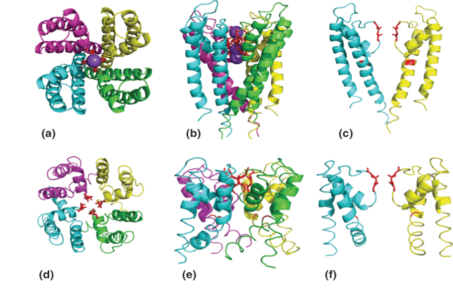 The structure of the potassium channel pore