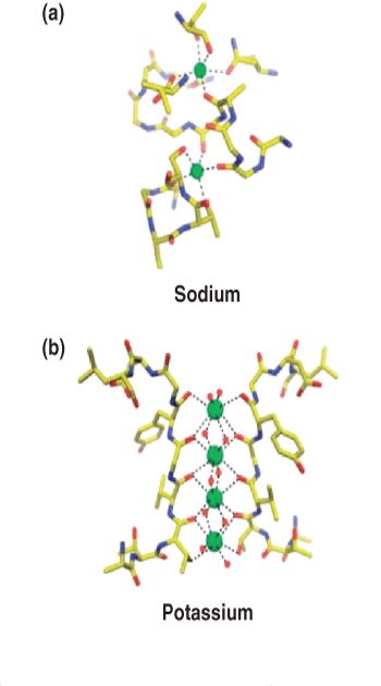 Selective binding of Na+ and K+ in ion channels