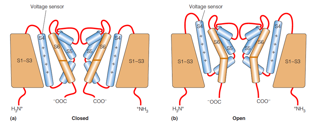 A model for voltage-gating in the channel