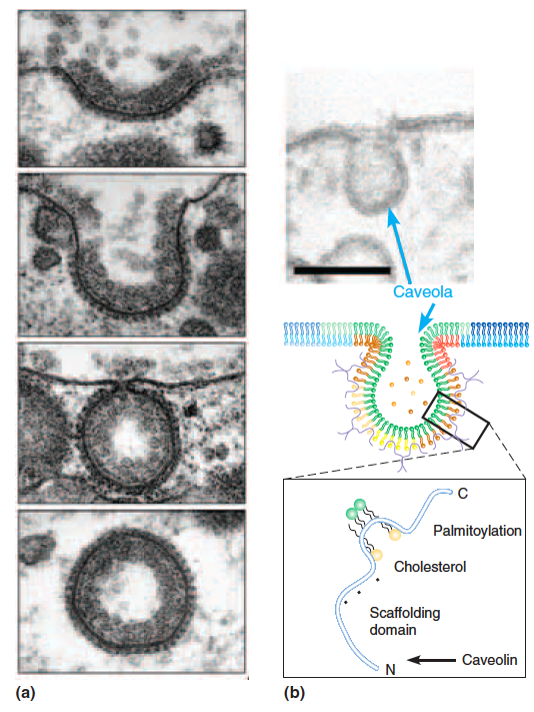 Transport Across Membranes