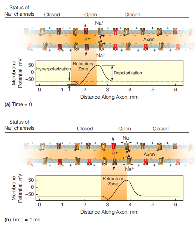 Transmission of the action potential