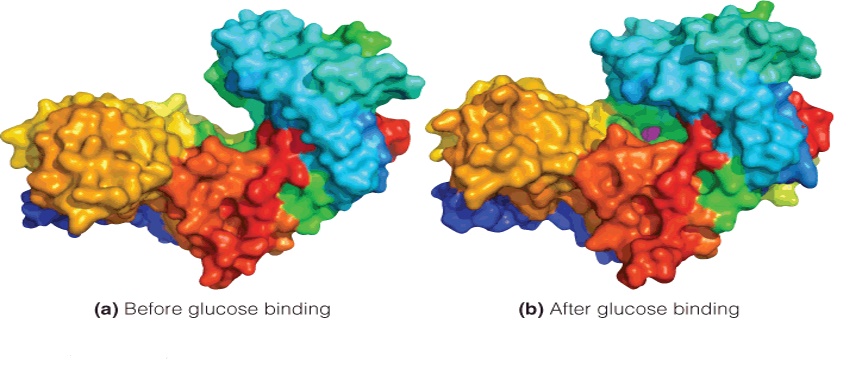 The induced conformational change in hexokinase