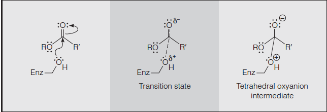 Enthalpic stabilization of the transition state in an enzyme-catalyzed reaction