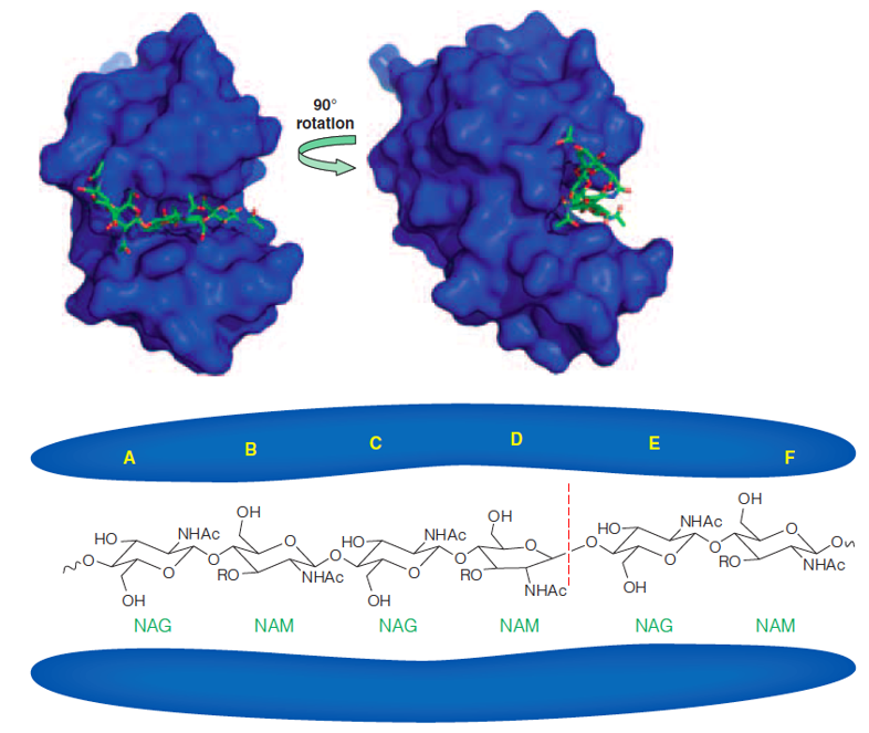 The active site cleft of lysozyme