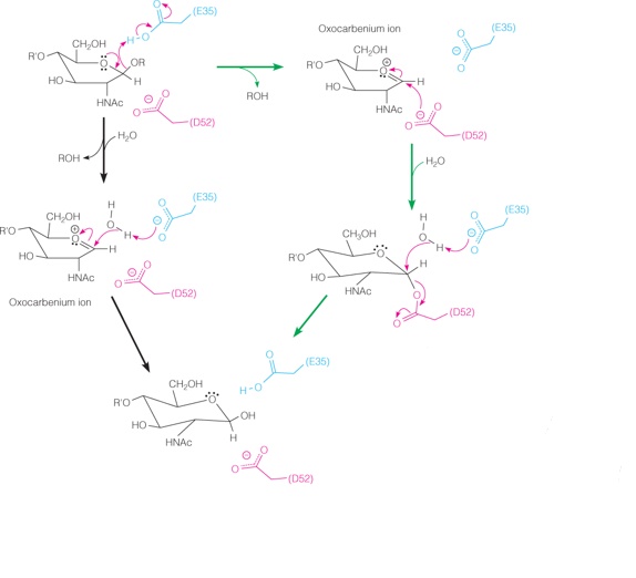 The mechanism of action of lysozyme