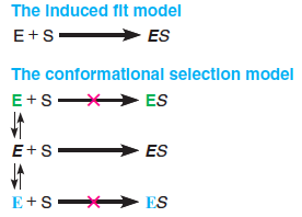 Conformational Selection vs. Induced Fit