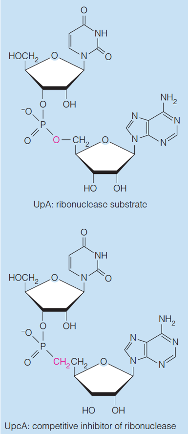 A substrate and its competitive inhibitor