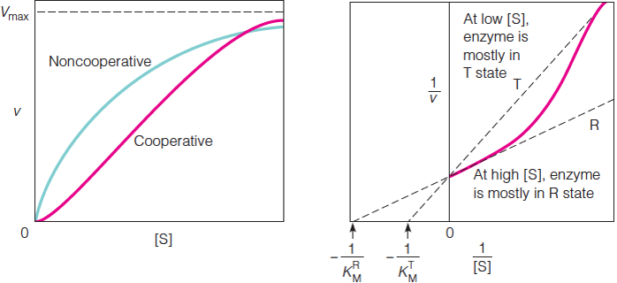 Effect of cooperative substrate binding on enzyme kinetics