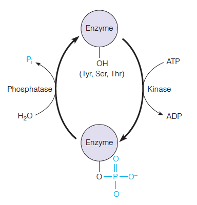 Reversible covalent modification by kinases/ phosphatases