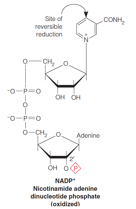 NADPH: reductive biosynthesis 