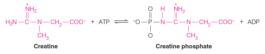 Creatine phosphate