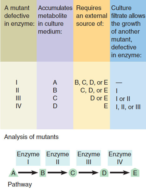 Experimental Analysis of Metabolism