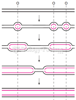 Bidirectional replication from several fixed origins (O) on a linear eukaryotic chromosome