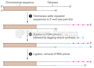 Extension of telomeric DNA by telomerase: The overall reaction