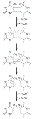 The thymine dimer photolyase: Structures of FADH- and FADH+ and the likely reaction pathway