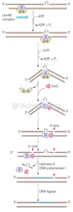 Excision repair of thymine dimers by the UvrABC excinuclease of E. coli