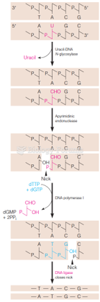 Action of the DNA uracil repair system