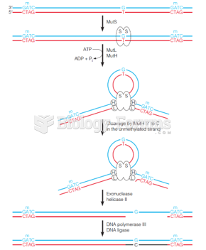 Methyl-directed mismatch repair in E. coli