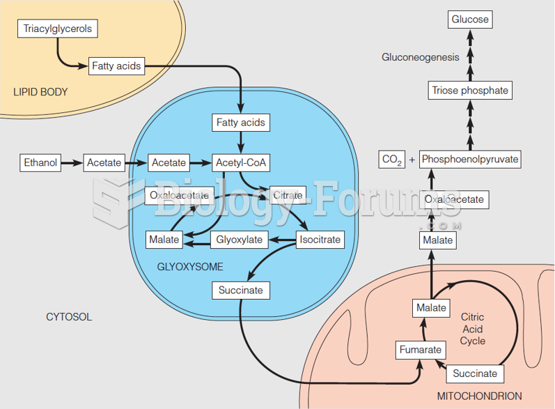 Intracellular relationships involving the glyoxylate cycle in plant cells