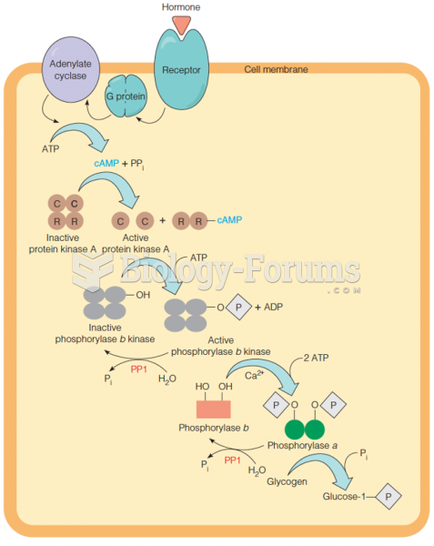 The regulatory cascade controlling glycogen breakdown