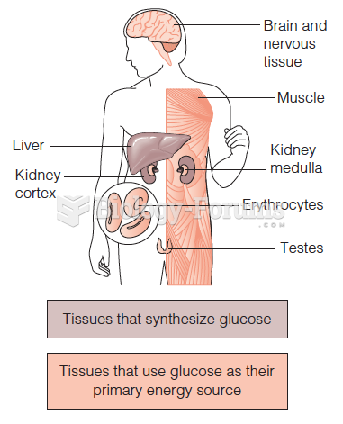 Synthesis and use of glucose in the human body