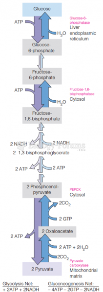 Reactions of glycolysis and gluconeogenesis