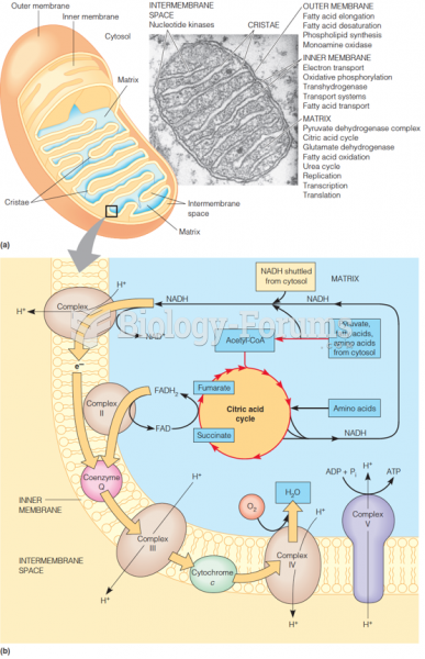 Localization of respiratory processes in the mitochondrion