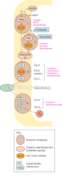 Respiratory electron carriers in the mitochondrion