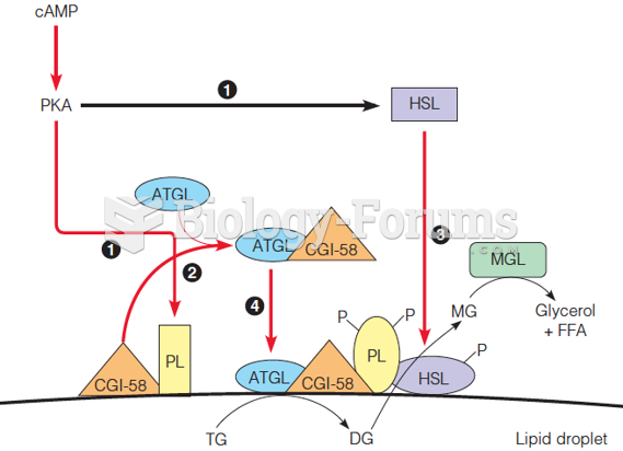 Control of lipolysis in adipose cells by a cAMP-mediated cascade system