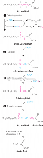 Outline of the b-oxidation of fatty acids