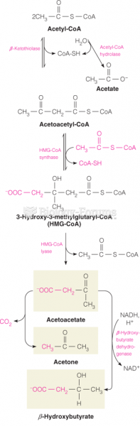 Biosynthesis of ketone bodies in the liver