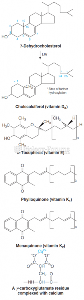 Structures of other important isoprenoids