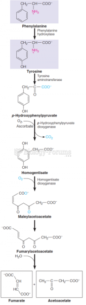 Catabolism of phenylalanine and tyrosine to fumarate and acetoacetate
