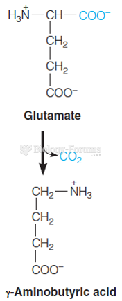 Decarboxylation of glutamate yields –aminobutyric acid, or GABA