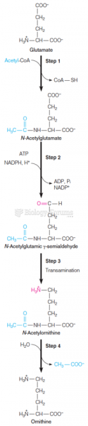 Biosynthesis of ornithine from glutamate in bacteria