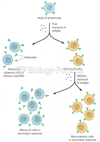 Two developmental paths for stimulated B lymphocytes