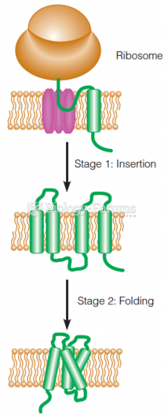 Co-translational insertion and folding of transmembrane helices in an integral membrane protein