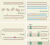 A summary of the major processes in information restructuring of DNA