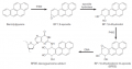 Metabolic activation of a carcinogenic polycyclic aromatic hydrocarbon