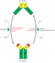 Regulation of the synthesis and degradation of fructose-2,6-bisphosphate in liver