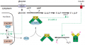 Regulation of liver hexokinase by protein–protein interactions