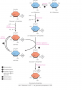 Leloir pathway for utilizing galactose by converting it to glucose-6-phosphate