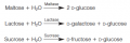 The three disaccharides most abundant in foods are maltose, lactose, and sucrose