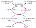 Fatty acid desaturation system