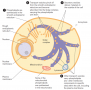 Intracellular synthesis and transport of membrane phospholipids