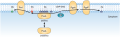 Regulation of membrane phospholipid composition in bacteria