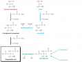 Three routes to phosphatidic acid in eukaryotes