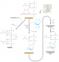 Biosynthesis of cardiophin and phosphoinositides in  eukaryotes